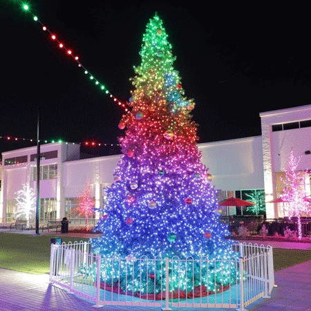 12' Twinkly Pro RGBW Majestic Mountain Pine Tree 3 12' Twinkly Pro RGBW Majestic Mountain Pine Tree